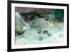 Blue Spotted Ribbontail Ray (Taeniura Lemma) Feed on Small Creatures under the Sand in the Red Sea-Louise Murray-Framed Photographic Print