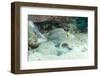 Blue Spotted Ribbontail Ray (Taeniura Lemma) Feed on Small Creatures under the Sand in the Red Sea-Louise Murray-Framed Photographic Print