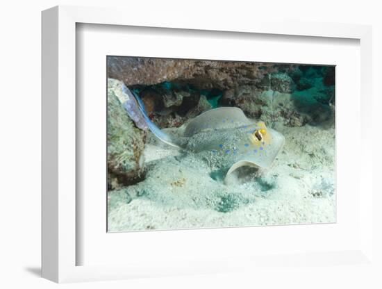 Blue Spotted Ribbontail Ray (Taeniura Lemma) Feed on Small Creatures under the Sand in the Red Sea-Louise Murray-Framed Photographic Print