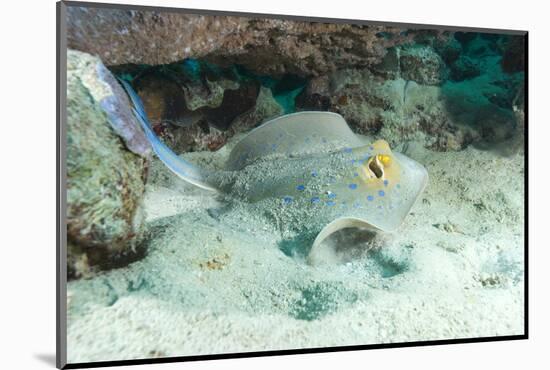 Blue Spotted Ribbontail Ray (Taeniura Lemma) Feed on Small Creatures under the Sand in the Red Sea-Louise Murray-Mounted Photographic Print