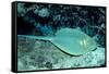 Blue-Spotted Ribbontail Ray (Taeniura Lymma), Red Sea.-Reinhard Dirscherl-Framed Stretched Canvas