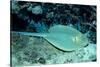 Blue-Spotted Ribbontail Ray (Taeniura Lymma), Red Sea.-Reinhard Dirscherl-Stretched Canvas