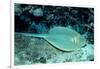 Blue-Spotted Ribbontail Ray (Taeniura Lymma), Red Sea.-Reinhard Dirscherl-Framed Photographic Print