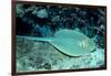 Blue-Spotted Ribbontail Ray (Taeniura Lymma), Red Sea.-Reinhard Dirscherl-Framed Photographic Print