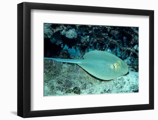 Blue-Spotted Ribbontail Ray (Taeniura Lymma), Red Sea.-Reinhard Dirscherl-Framed Photographic Print