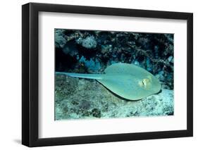 Blue-Spotted Ribbontail Ray (Taeniura Lymma), Red Sea.-Reinhard Dirscherl-Framed Photographic Print