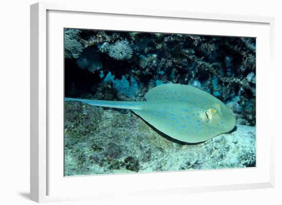 Blue-Spotted Ribbontail Ray (Taeniura Lymma), Red Sea.-Reinhard Dirscherl-Framed Photographic Print