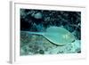 Blue-Spotted Ribbontail Ray (Taeniura Lymma), Red Sea.-Reinhard Dirscherl-Framed Photographic Print