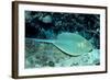 Blue-Spotted Ribbontail Ray (Taeniura Lymma), Red Sea.-Reinhard Dirscherl-Framed Photographic Print