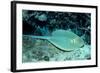 Blue-Spotted Ribbontail Ray (Taeniura Lymma), Red Sea.-Reinhard Dirscherl-Framed Photographic Print