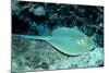 Blue-Spotted Ribbontail Ray (Taeniura Lymma), Red Sea.-Reinhard Dirscherl-Mounted Photographic Print