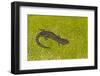 Blue spotted salamander (Ambystoma laterale) on moss, Michigan, USA-Barry Mansell-Framed Photographic Print