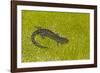 Blue spotted salamander (Ambystoma laterale) on moss, Michigan, USA-Barry Mansell-Framed Photographic Print