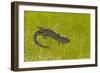 Blue spotted salamander (Ambystoma laterale) on moss, Michigan, USA-Barry Mansell-Framed Photographic Print