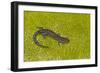 Blue spotted salamander (Ambystoma laterale) on moss, Michigan, USA-Barry Mansell-Framed Photographic Print
