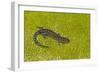 Blue spotted salamander (Ambystoma laterale) on moss, Michigan, USA-Barry Mansell-Framed Photographic Print