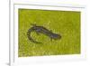 Blue spotted salamander (Ambystoma laterale) on moss, Michigan, USA-Barry Mansell-Framed Photographic Print