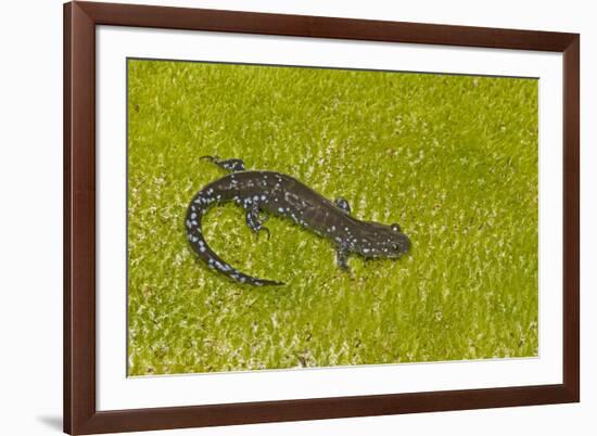 Blue spotted salamander (Ambystoma laterale) on moss, Michigan, USA-Barry Mansell-Framed Photographic Print