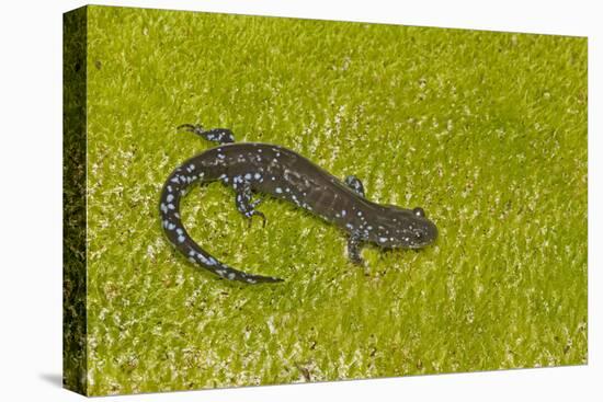 Blue spotted salamander (Ambystoma laterale) on moss, Michigan, USA-Barry Mansell-Stretched Canvas