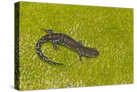 Blue spotted salamander (Ambystoma laterale) on moss, Michigan, USA-Barry Mansell-Stretched Canvas