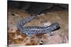 Blue spotted salamander juvenile (Ambystoma laterale) Maryland, USA-Doug Wechsler-Stretched Canvas