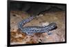 Blue spotted salamander juvenile (Ambystoma laterale) Maryland, USA-Doug Wechsler-Framed Photographic Print