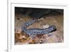 Blue spotted salamander juvenile (Ambystoma laterale) Maryland, USA-Doug Wechsler-Framed Photographic Print