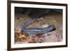 Blue spotted salamander juvenile (Ambystoma laterale) Maryland, USA-Doug Wechsler-Framed Photographic Print