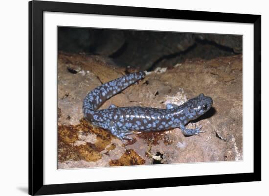 Blue spotted salamander juvenile (Ambystoma laterale) Maryland, USA-Doug Wechsler-Framed Photographic Print