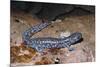 Blue spotted salamander juvenile (Ambystoma laterale) Maryland, USA-Doug Wechsler-Mounted Photographic Print