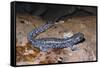 Blue spotted salamander juvenile (Ambystoma laterale) Maryland, USA-Doug Wechsler-Framed Stretched Canvas