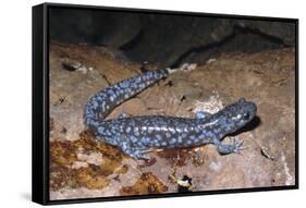 Blue spotted salamander juvenile (Ambystoma laterale) Maryland, USA-Doug Wechsler-Framed Stretched Canvas