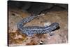 Blue spotted salamander juvenile (Ambystoma laterale) Maryland, USA-Doug Wechsler-Stretched Canvas