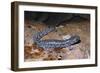 Blue spotted salamander juvenile (Ambystoma laterale) Maryland, USA-Doug Wechsler-Framed Photographic Print