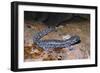 Blue spotted salamander juvenile (Ambystoma laterale) Maryland, USA-Doug Wechsler-Framed Photographic Print