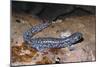 Blue spotted salamander juvenile (Ambystoma laterale) Maryland, USA-Doug Wechsler-Mounted Photographic Print