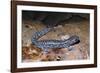 Blue spotted salamander juvenile (Ambystoma laterale) Maryland, USA-Doug Wechsler-Framed Photographic Print