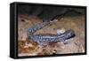 Blue spotted salamander juvenile (Ambystoma laterale) Maryland, USA-Doug Wechsler-Framed Stretched Canvas