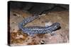 Blue spotted salamander juvenile (Ambystoma laterale) Maryland, USA-Doug Wechsler-Stretched Canvas