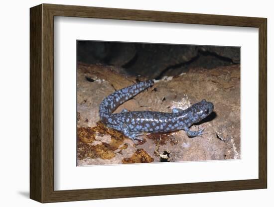 Blue spotted salamander juvenile (Ambystoma laterale) Maryland, USA-Doug Wechsler-Framed Photographic Print