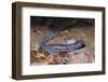 Blue spotted salamander juvenile (Ambystoma laterale) Maryland, USA-Doug Wechsler-Framed Photographic Print