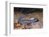 Blue spotted salamander juvenile (Ambystoma laterale) Maryland, USA-Doug Wechsler-Framed Photographic Print