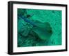 Blue Spotted Stingray-AUSTIN REX LOBATON-Framed Photographic Print