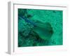 Blue Spotted Stingray-AUSTIN REX LOBATON-Framed Photographic Print