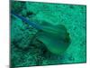 Blue Spotted Stingray-AUSTIN REX LOBATON-Mounted Photographic Print