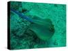 Blue Spotted Stingray-AUSTIN REX LOBATON-Stretched Canvas