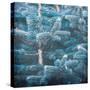 Blue Spruce 2-Kimberly Allen-Stretched Canvas