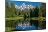 Blue spruce trees and the Grand Tetons, Schwabacher Landing, Grand Teton National Park, Wyoming-Roddy Scheer-Mounted Photographic Print