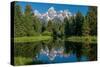 Blue spruce trees and the Grand Tetons, Schwabacher Landing, Grand Teton National Park, Wyoming-Roddy Scheer-Stretched Canvas