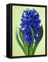 Blue Star hyacinth-Clive Nichols-Framed Stretched Canvas